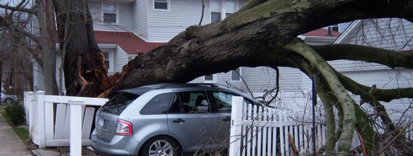 fallen tree crushing parked car